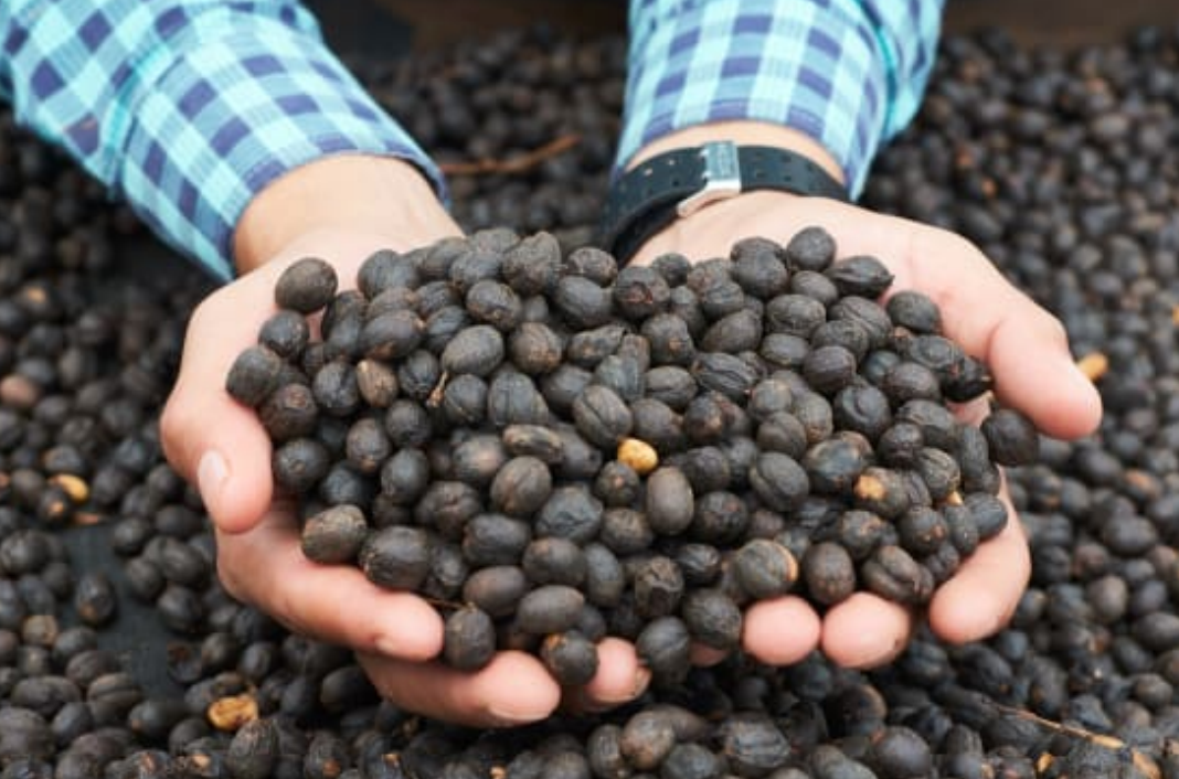 Honduras, Roger Dominguez Light Roast