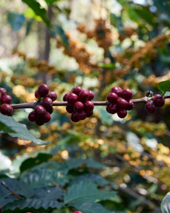 Honduras, Roger Dominguez Light Roast