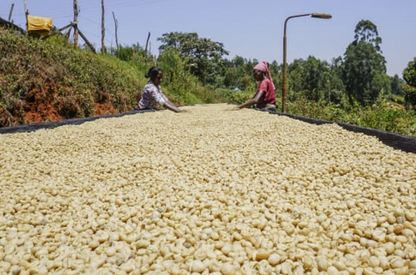 Ethiopian Yirgacheffe, Gotiti Natural Grade 1